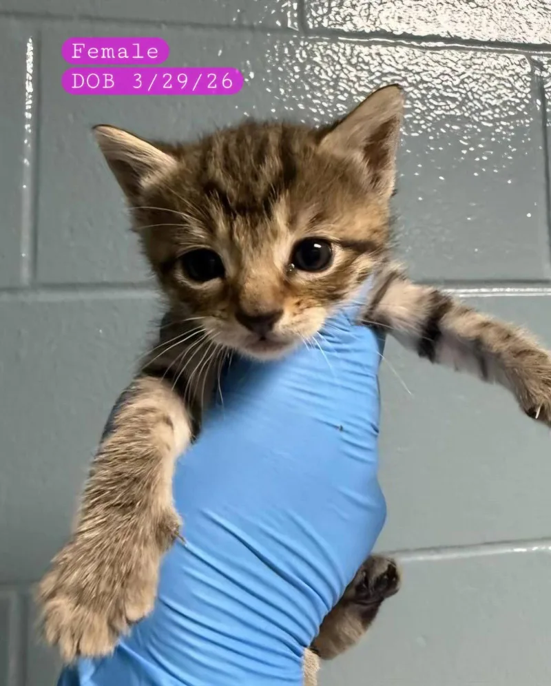A baby medium-sized female Domestic Short Hair cat named Mocha for adoption in Holbrook, NY