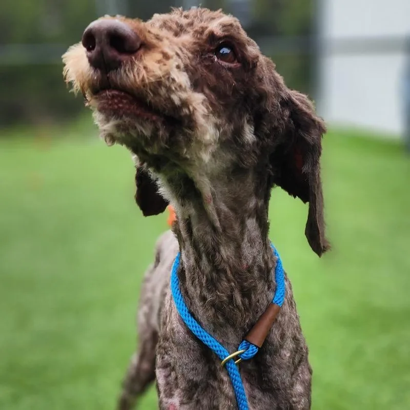 A senior medium-sized male Brown / Chocolate Standard Poodle dog named Davey for adoption in Bedford, NH