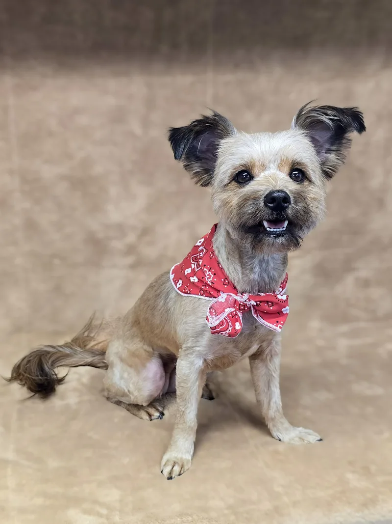 A young small-sized female Golden Yorkshire Terrier dog named Mercedes for adoption in San Pedro, CA