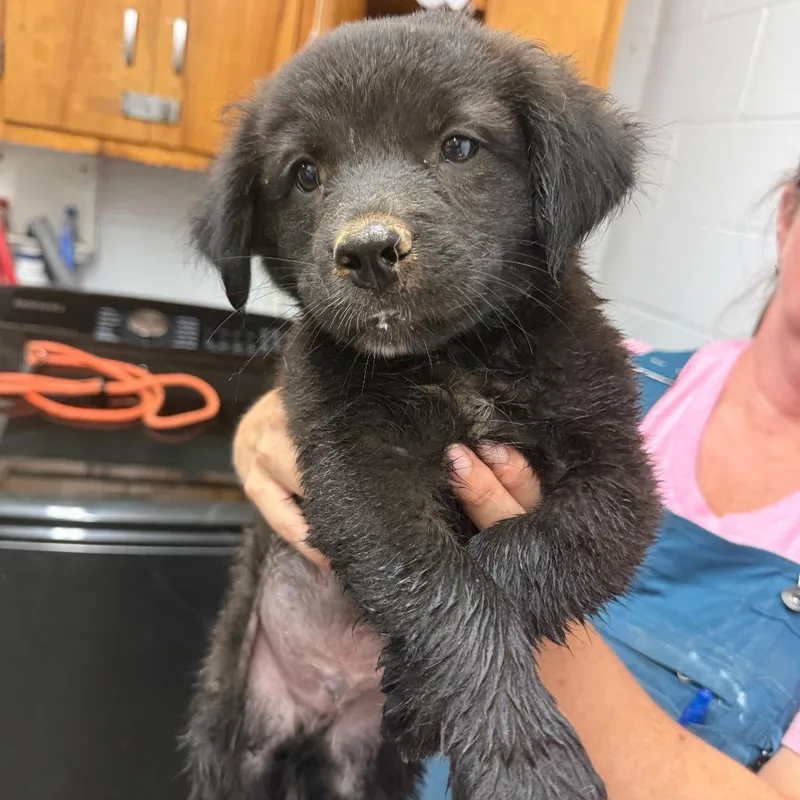 A baby small-sized male Black Australian Cattle Dog / Blue Heeler dog named Coal for adoption in Evensville, TN