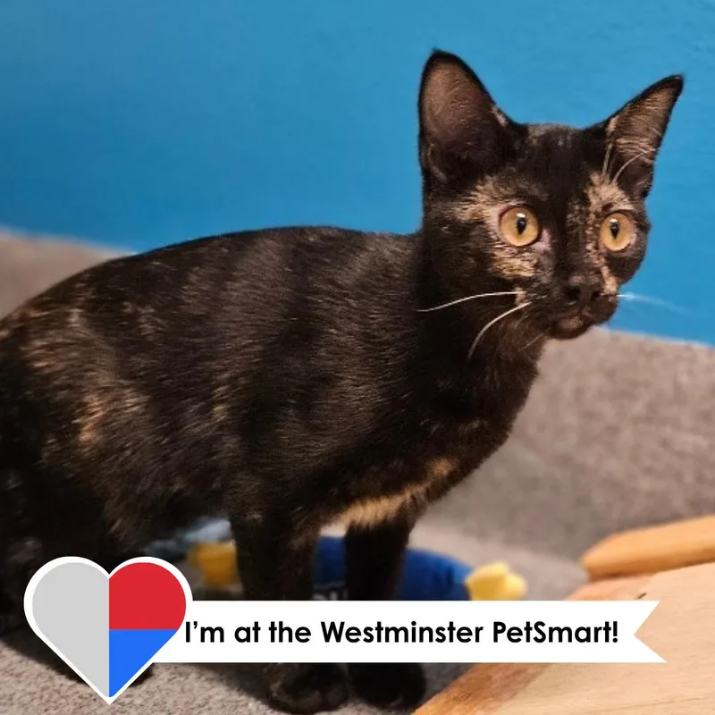 A young medium-sized female Dilute Tortoiseshell Domestic Short Hair cat named Emporium for adoption in Fort Collins, CO