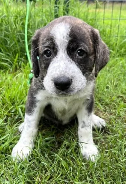 A baby medium-sized female Hound dog named Bernie for adoption in Malvern, PA