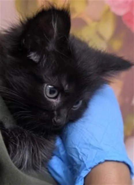 A baby small-sized female Domestic Long Hair cat named River for adoption in San Bernardino, CA
