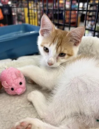 A young small-sized male Domestic Medium Hair cat named Cheddar for adoption in Port Republic, MD