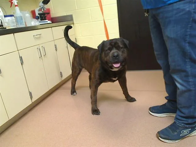 An adult extra large-sized male Neapolitan Mastiff dog named Tutu for adoption in Cookeville, TN