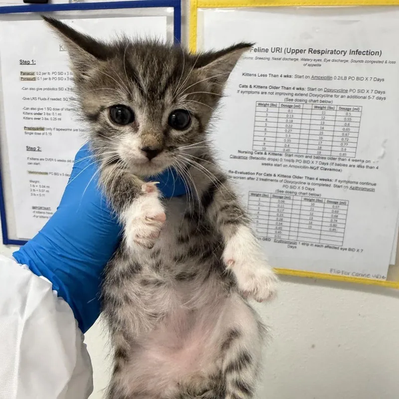 A baby small-sized female Brown / Chocolate Domestic Short Hair cat named Willow W for adoption in Edinburg, TX