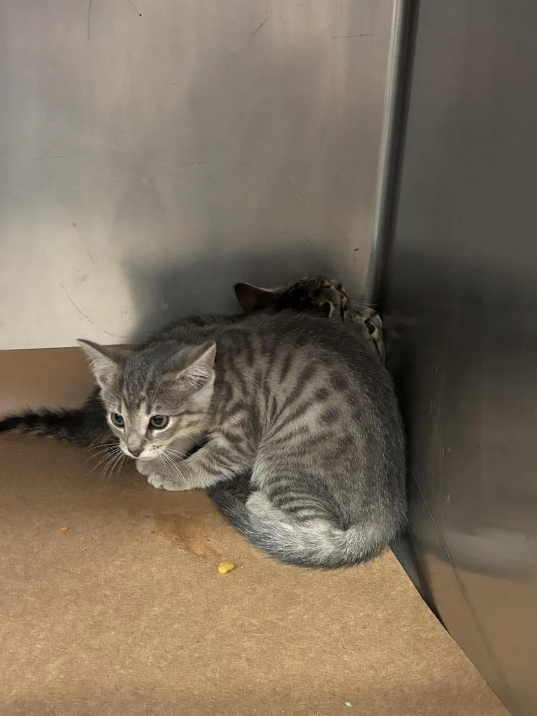 A baby small-sized female Domestic Short Hair cat named Luna for adoption in Cartersville , GA
