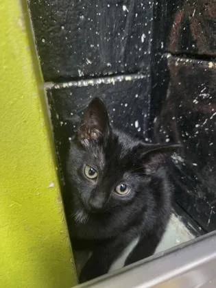A baby small-sized female Domestic Short Hair cat named Katara for adoption in Savannah, GA