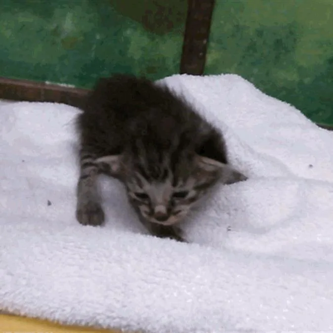 A baby small-sized male Brown / Chocolate Domestic Short Hair cat named Karl for adoption in Houston, TX