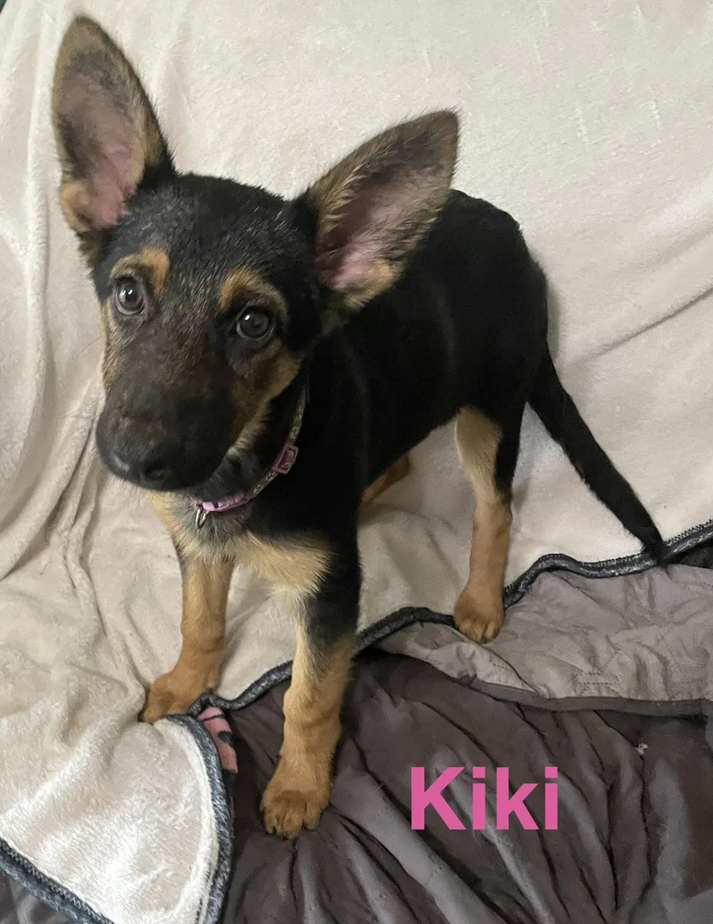 A baby large-sized female German Shepherd Dog dog named Kiki for adoption in Topeka, KS