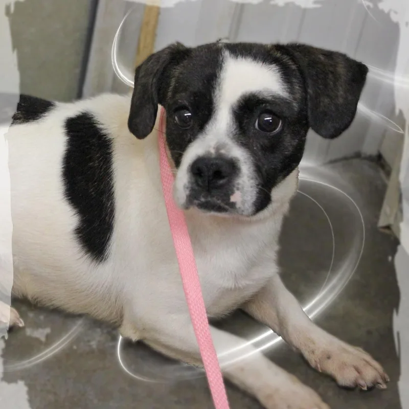 An adult small-sized female Black Mixed Breed dog named MooMoo for adoption in Amelia, OH