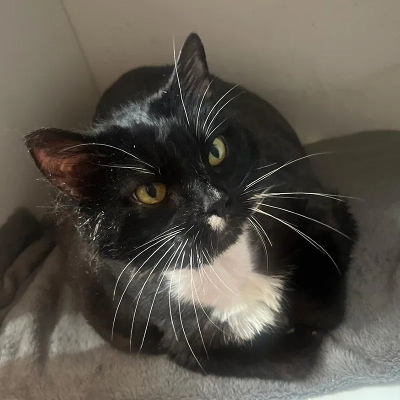 An adult small-sized female Black Domestic Short Hair cat named Fluffy Mc Fluffy Pants for adoption in Brooklyn, NY