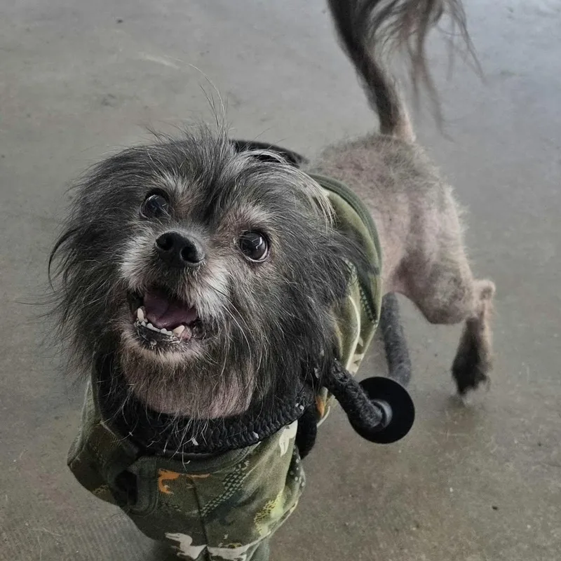 A senior small-sized male Chinese Crested Dog dog named Charlie for adoption in North Syracuse, NY