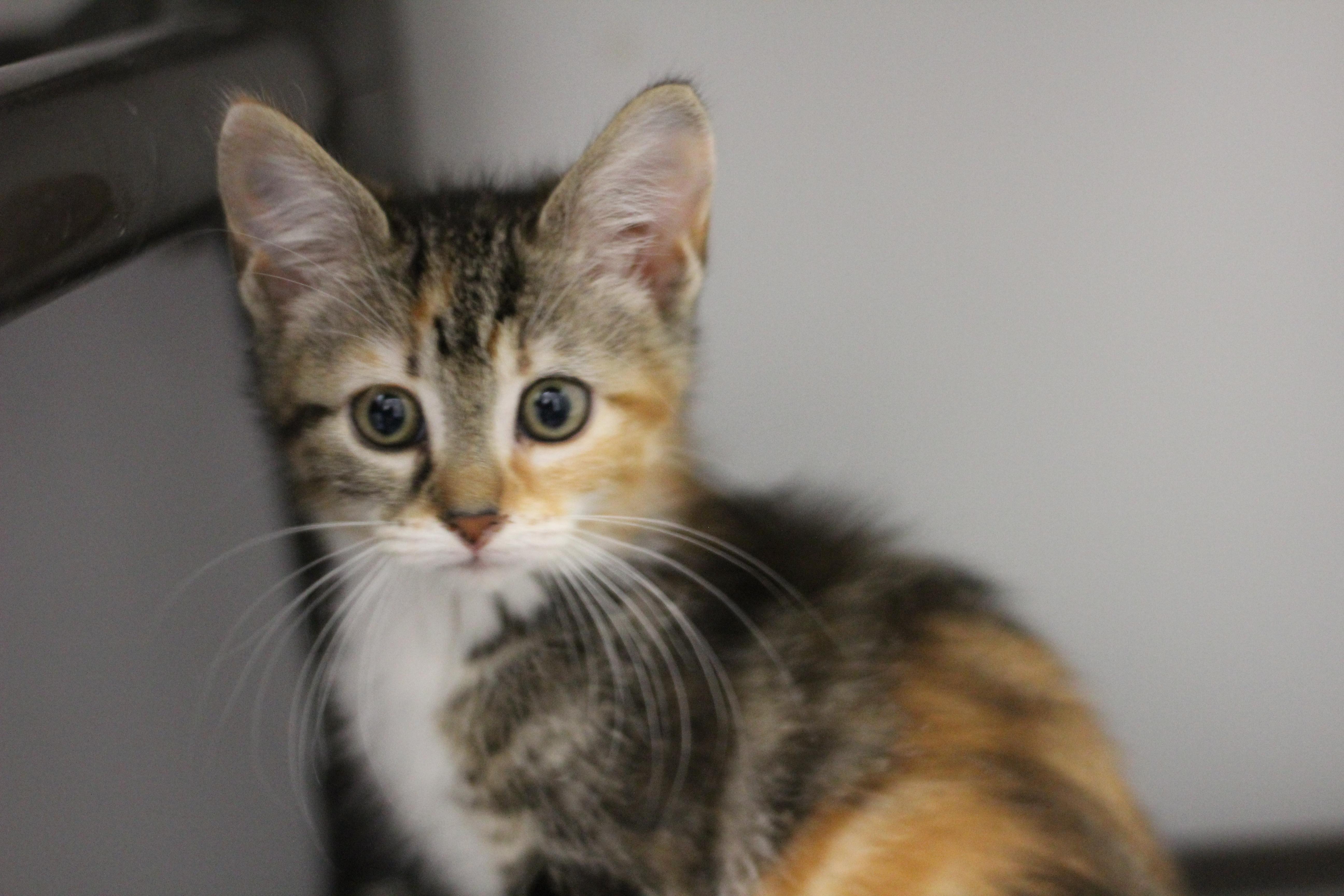 A baby medium-sized female Calico cat named Callie for adoption in Rockford, IL