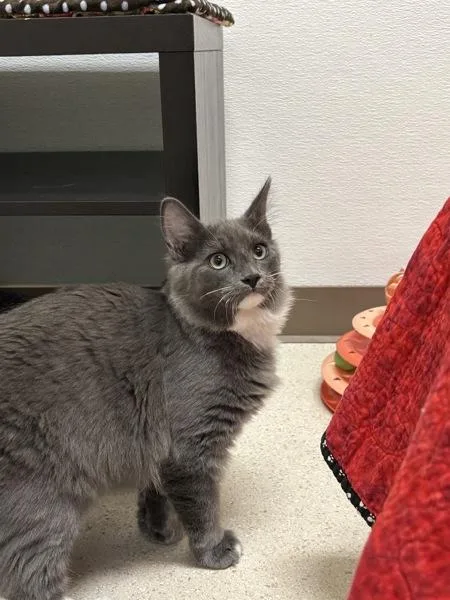 A baby small-sized male Domestic Medium Hair cat named Floofersnoots for adoption in Sherwood, OR