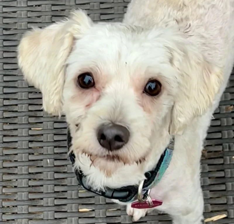 An adult small-sized female White / Cream Maltese dog named Reba for adoption in Mt Pleasant, SC