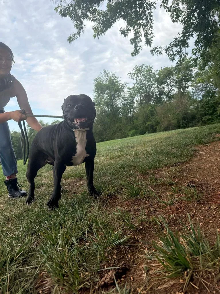 A senior medium-sized female Pit Bull Terrier dog named Moonpie for adoption in Culpeper, VA