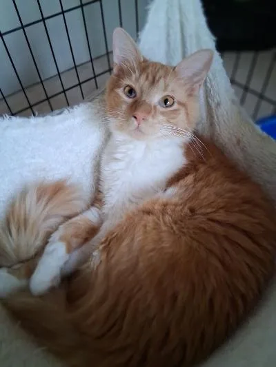 An adult medium-sized female Orange & White Domestic Short Hair cat named Chris Cross Applesauce for adoption in Mokena, IL