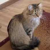 Mama Fluffball thumbnail 2