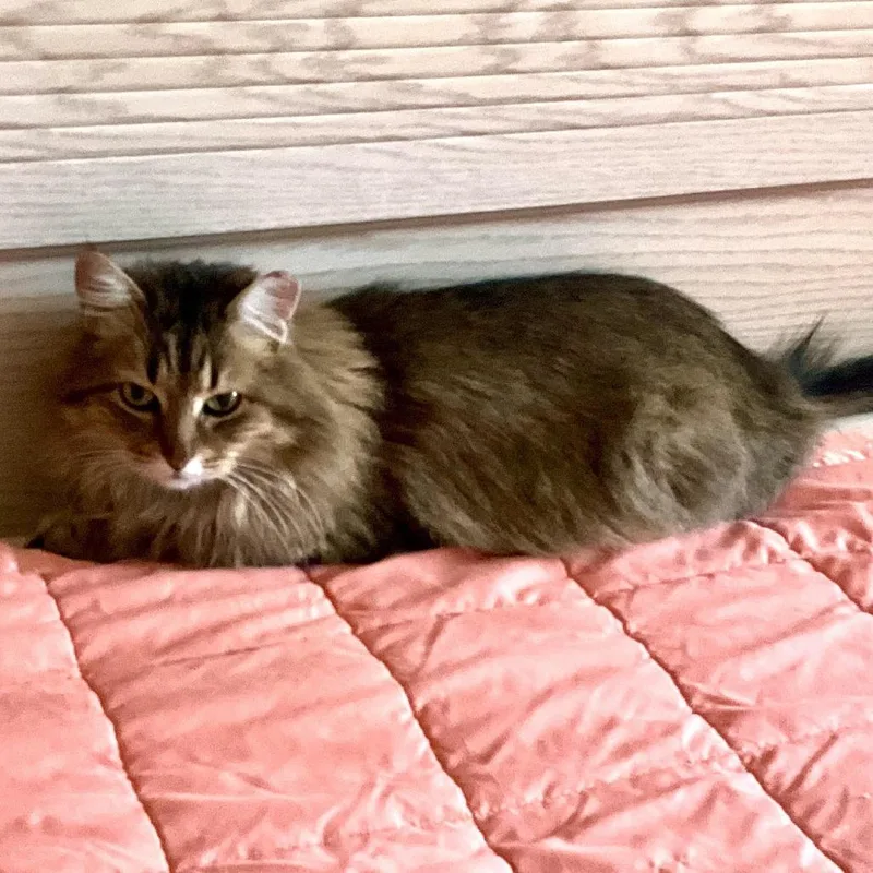 Mama Fluffball thumbnail 3