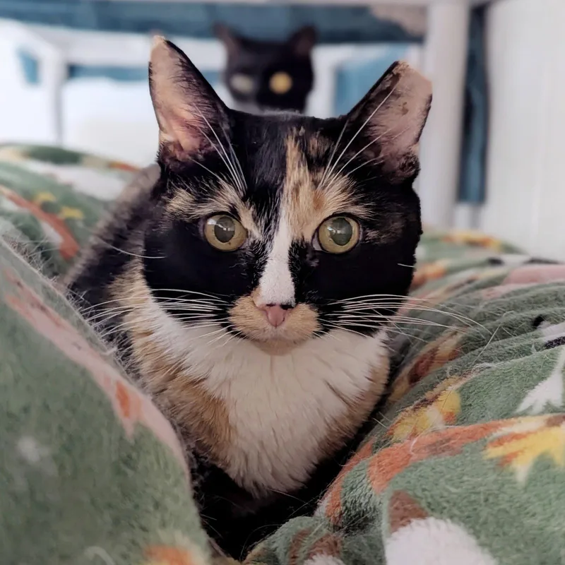 A senior medium-sized female Calico cat named Lola for adoption in Salem, MA
