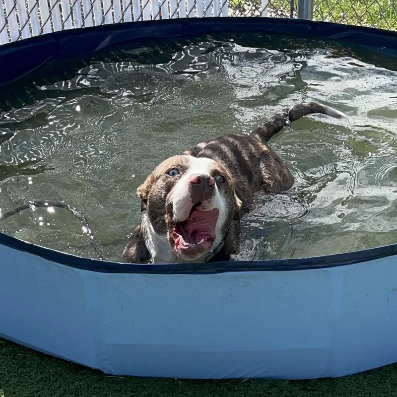 A young medium-sized male Mixed Breed dog named Beau for adoption in Bristol, IN