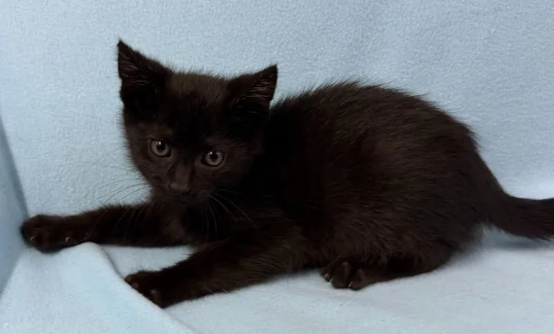 A baby small-sized male Domestic Short Hair cat named Vader for adoption in Lagrange, IN