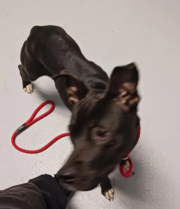 An adult medium-sized female Labrador Retriever dog named Pen  Mandy for adoption in Lawrenceville, GA