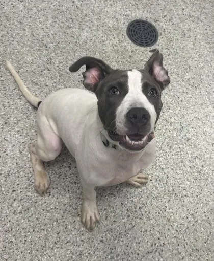 A baby large-sized male White / Cream Pit Bull Terrier dog named Super G for adoption in Kansas City, MO