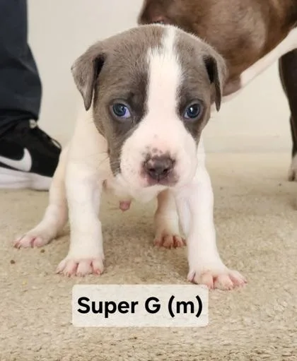 Super G thumbnail 2