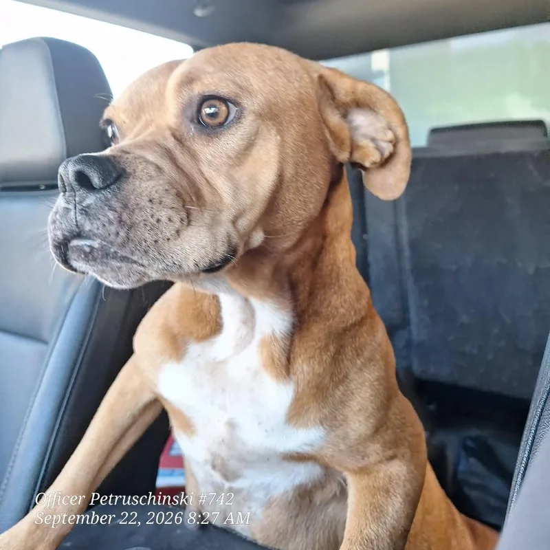 An adult medium-sized female Staffordshire Bull Terrier dog named Mama B for adoption in Portland, TX