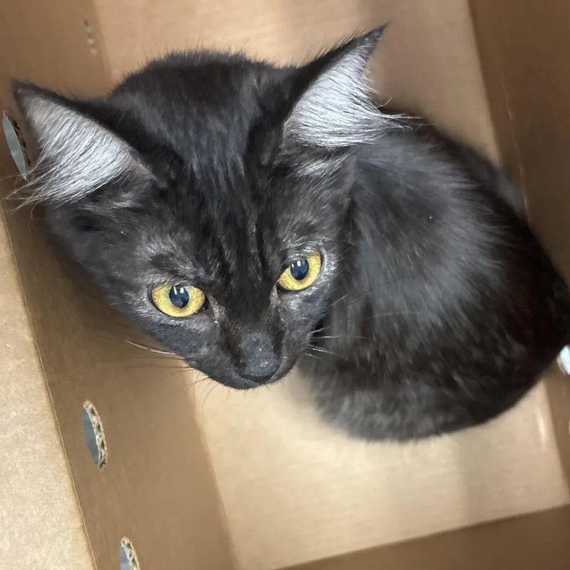 An adult medium-sized female Smoke Domestic Short Hair cat named Book Shelf for adoption in Jacksonville, FL