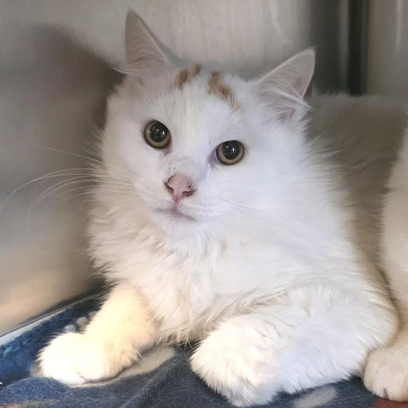 Lord Florian Devereaux