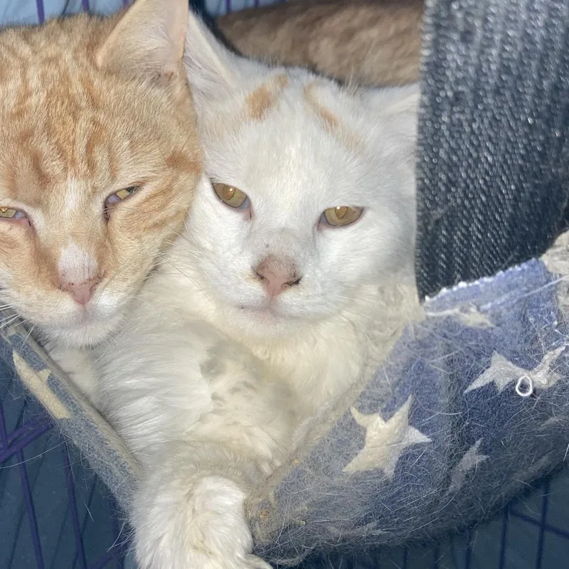 Lord Florian Devereaux thumbnail 2