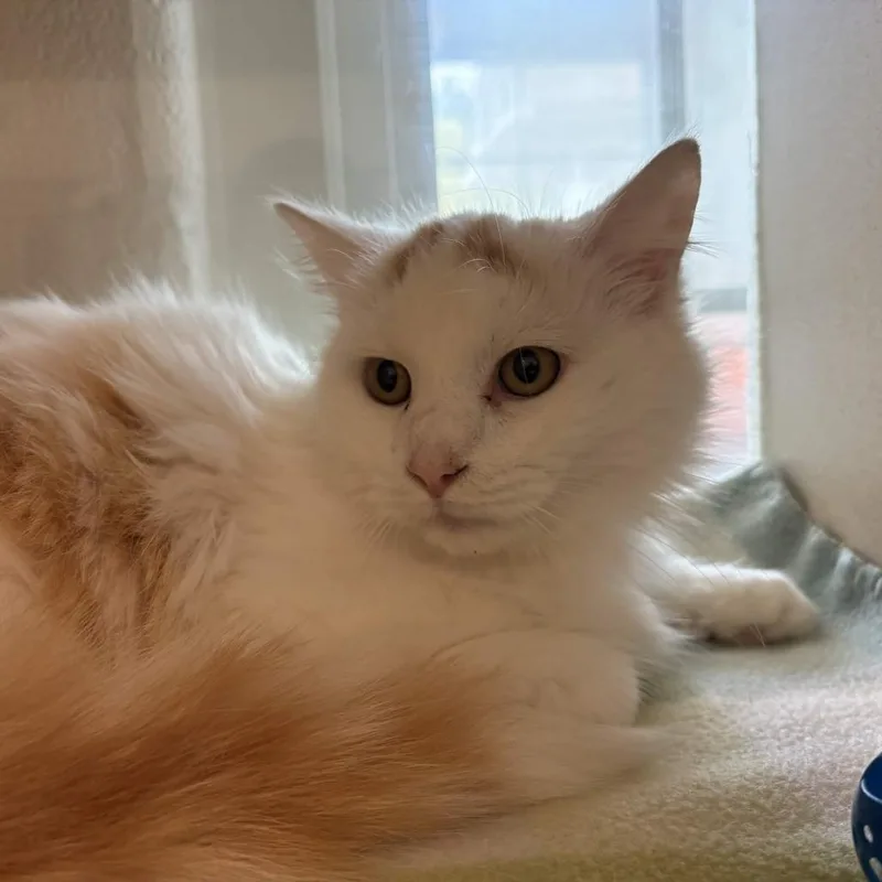 Lord Florian Devereaux thumbnail 3