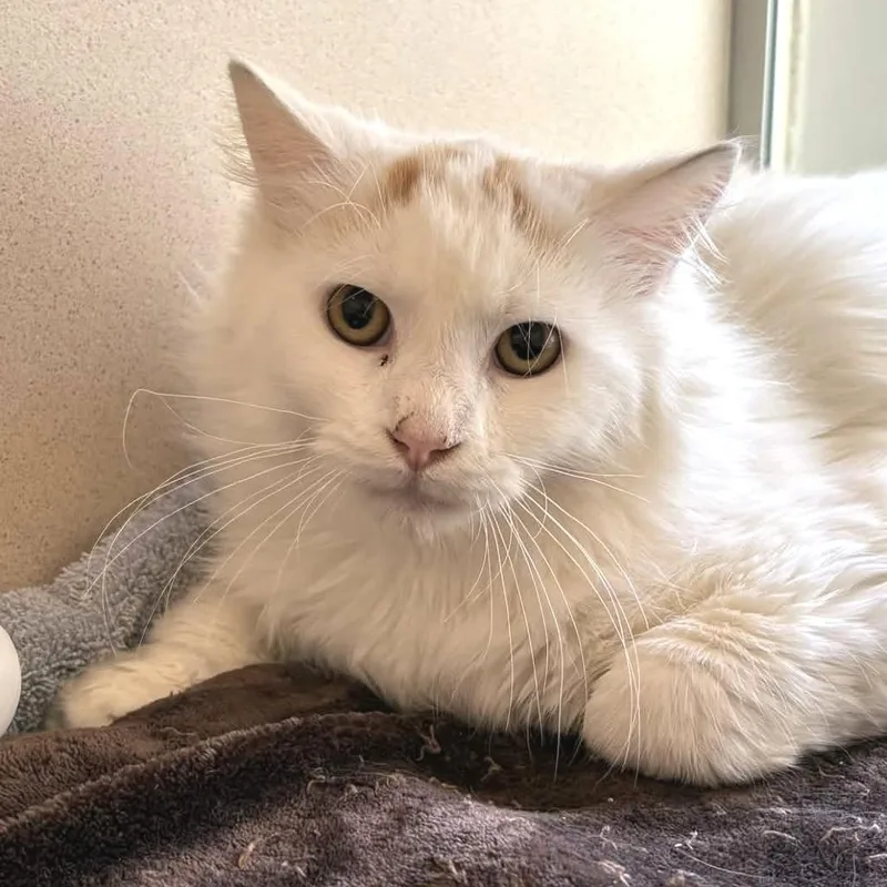 Lord Florian Devereaux thumbnail 4