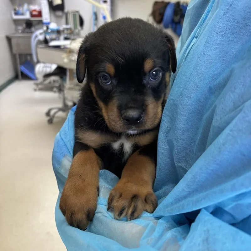 A baby small-sized male Black Mixed Breed dog named Lucas for adoption in Indianapolis, IN