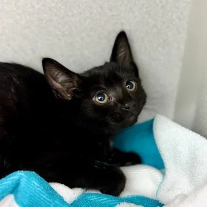 A baby small-sized female Black Domestic Short Hair cat named Joni for adoption in Atlanta, GA