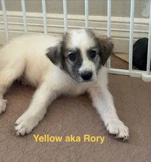 Rory