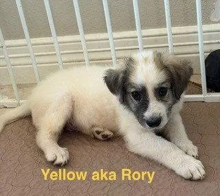 Rory thumbnail 3
