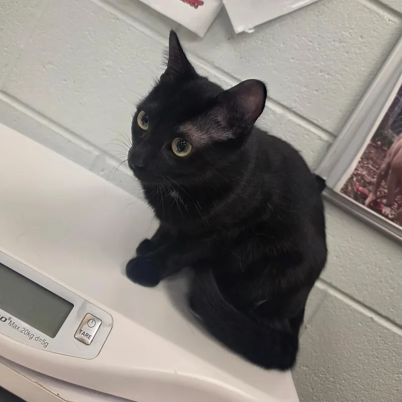A young medium-sized female Black Domestic Short Hair cat named Katydid for adoption in Chattanooga, TN