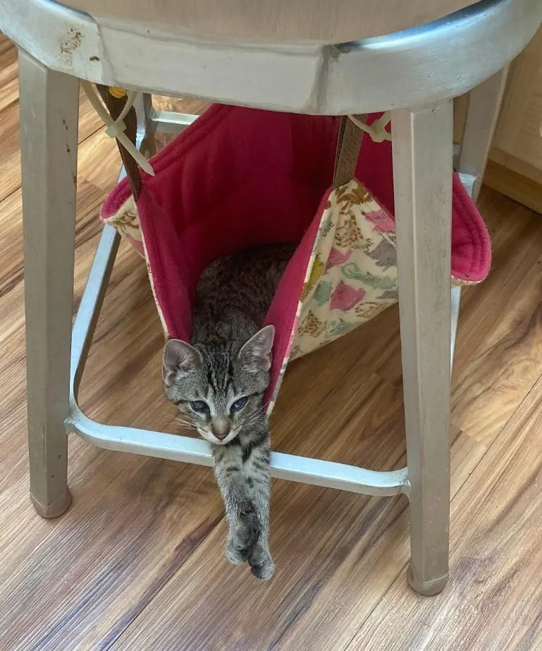 Theodore thumbnail 2