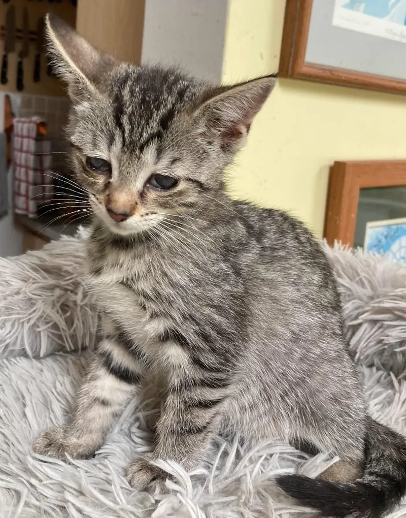 Theodore thumbnail 3