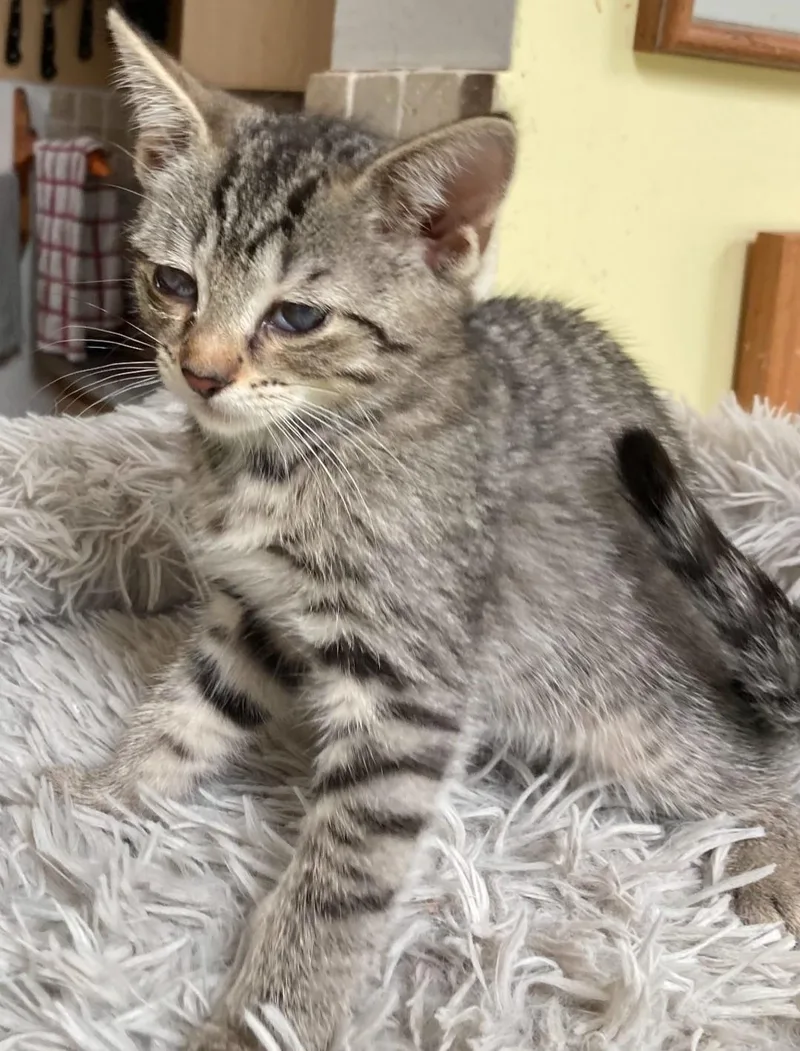 Theodore thumbnail 4