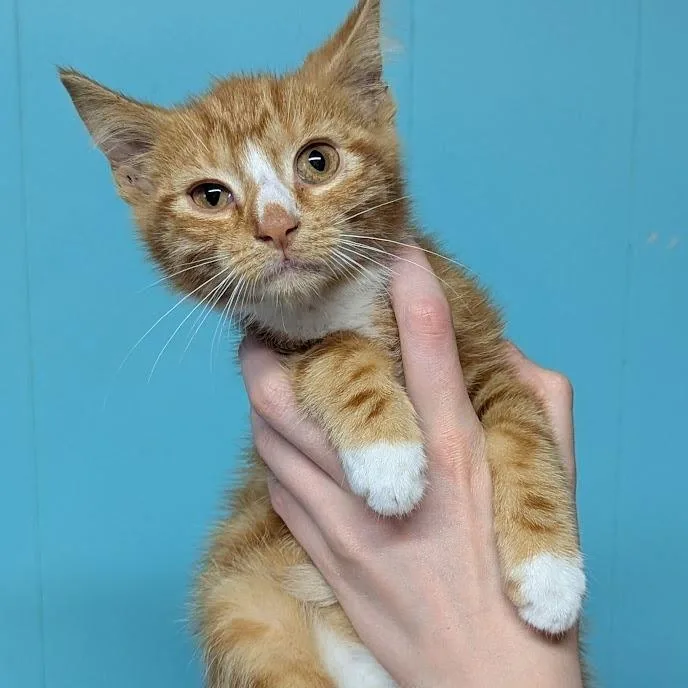 A baby small-sized male Orange / Red Domestic Short Hair cat named Ember for adoption in Johnstown, PA