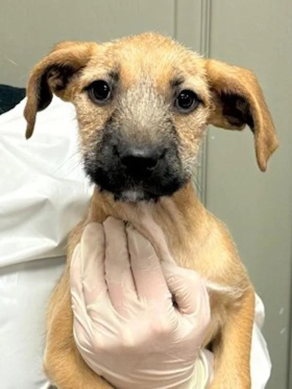 A baby medium-sized female Terrier dog named Gale Weathers for adoption in Littleton, CO