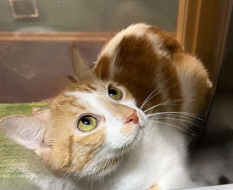 A young medium-sized female Domestic Short Hair cat named Mewmew for adoption in Little Rock, AR