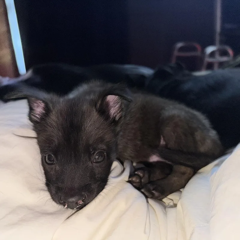 A baby medium-sized male Belgian Shepherd / Malinois dog named Riot for adoption in China Township, MI