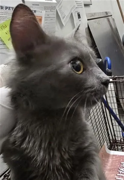 An adult large-sized male Domestic Short Hair cat named Tom for adoption in Los Angeles, CA