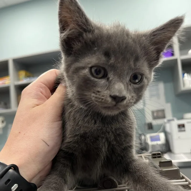 A baby small-sized male Gray / Blue / Silver Domestic Short Hair cat named Multigrain for adoption in Greensboro, NC